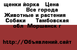 щенки йорка › Цена ­ 15 000 - Все города Животные и растения » Собаки   . Тамбовская обл.,Моршанск г.